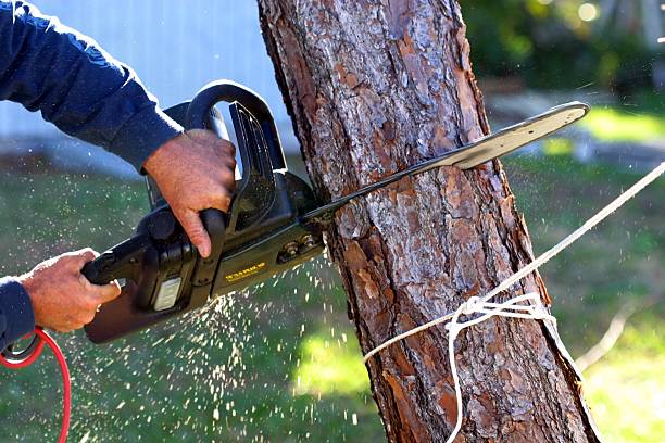 Best Tree Trimming and Pruning  in Keedysville, MD