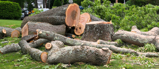 How Our Tree Care Process Works  in  Keedysville, MD