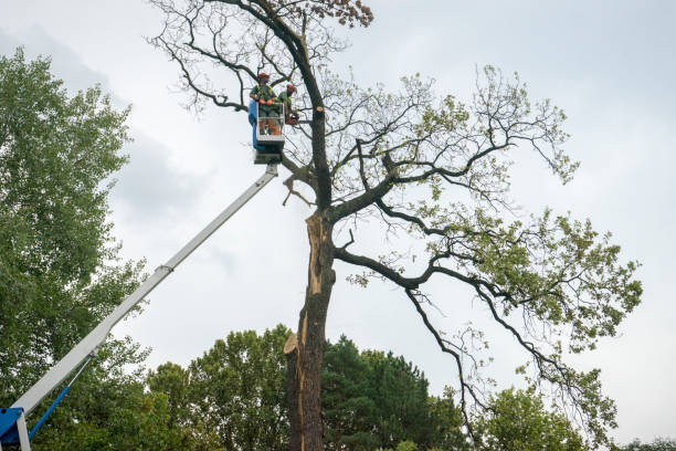 Leaf Removal in Keedysville, MD