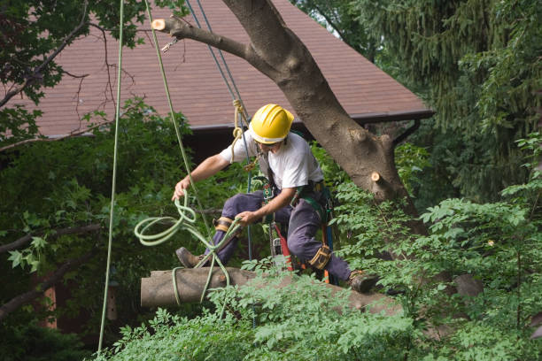 Best Fruit Tree Pruning  in Keedysville, MD