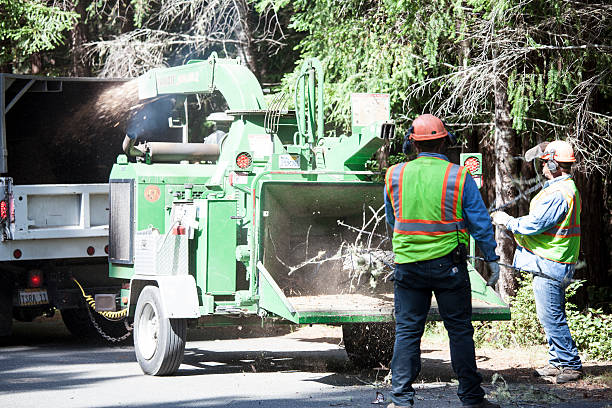 Best Stump Grinding and Removal  in Keedysville, MD