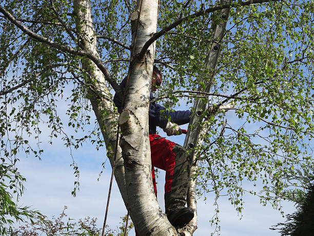 Best Leaf Removal  in Keedysville, MD