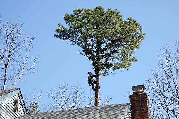 Best Tree Maintenance Programs  in Keedysville, MD